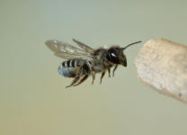 Blattschneiderbiene IMG_5402