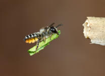 Blattschneiderbiene IMG_5308
