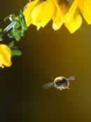 Dunkle Erdhummel IMG_6607