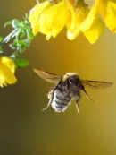 Dunkle Erdhummel IMG_6597