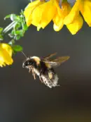Dunkle Erdhummel IMG_6593