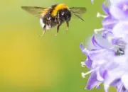 Dunkle Erdhummel 2019-IMG_1238