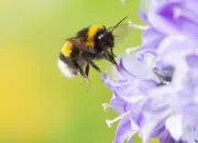 Dunkle Erdhummel 2019-IMG_1195