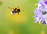 Dunkle Erdhummel 2019-IMG_1146