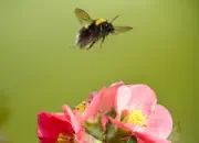Dunkle Erdhummel 2014_IMG_0433