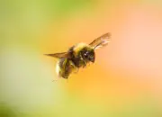 Dunkle Erdhummel 2019-IMG_8092