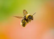 Dunkle Erdhummel 2019-IMG_8082