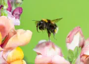 Dunkle Erdhummel 2019-IMG_6683