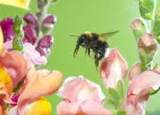 Dunkle Erdhummel 2019-IMG_6642