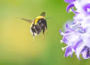 Dunkle Erdhummel 2019-IMG_1422