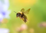 Dunkle Erdhummel 2019-IMG_8121