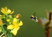 Dunkle Erdhummel 2010_IMG_5309