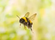 Dunkle Erdhummel 2019-IMG_8604