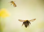 Dunkle Erdhummel 2019-IMG_8430