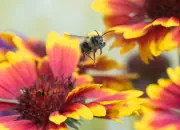 Dunkle Erdhummel 2020-DSC_4132