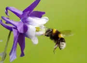 Dunkle Erdhummel IMG_0101