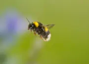 Dunkle Erdhummel IMG_5334-13x18