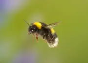Dunkle Erdhummel IMG_5303-20x25