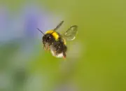 Dunkle Erdhummel IMG_5332