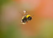 Dunkle Erdhummel IMG_5327-13x18