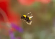 Dunkle Erdhummel IMG_5355