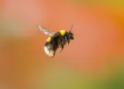 Dunkle Erdhummel IMG_5318-13x18