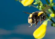 Dunkle Erdhummel IMG_5357