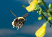 Dunkle Erdhummel IMG_5366a