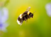 Dunkle Erdhummel IMG_6321