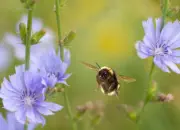 Dunkle Erdhummel IMG_6294