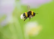 Dunkle Erdhummel IMG_6460