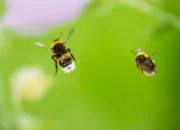Dunkle Erdhummel IMG_6456