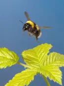 Dunkle Erdhummel IMG_1206