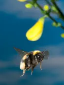 Dunkle Erdhummel IMG_5371a