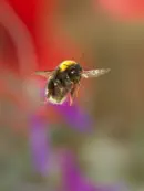 Dunkle Erdhummel IMG_5347
