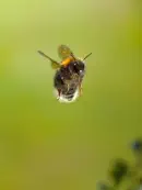 Dunkle Erdhummel 2014_IMG_0372