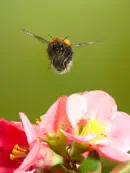 Dunkle Erdhummel 2014_IMG_0373a