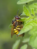 Bienenwolf IMG_0883