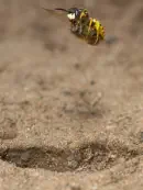 Bienenwolf IMG_1167