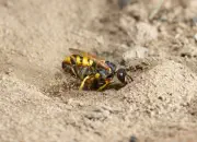Bienenwolf IMG_0881