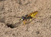 Bienenwolf IMG_0826