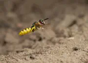 Bienenwolf IMG_1160