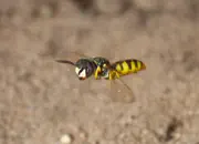 Bienenwolf IMG_0845