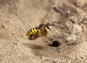 Bienenwolf IMG_0879
