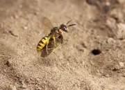 Bienenwolf IMG_0908