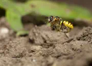Bienenwolf IMG_1185