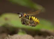 Bienenwolf IMG_1184a