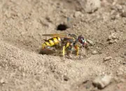 Bienenwolf IMG_0910