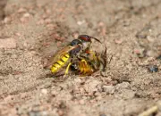 Bienenwolf IMG_1030