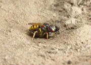 Bienenwolf IMG_0877